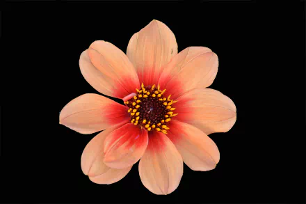  Coral-Colored Flower