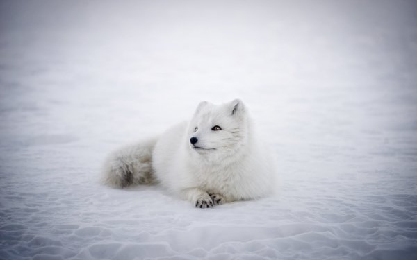 Animal Arctic Fox Dogs Fox Snow White Lying Down HD Wallpaper | Background Image