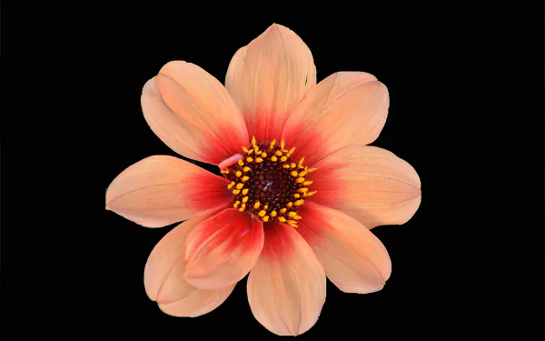  Coral-Colored Flower
