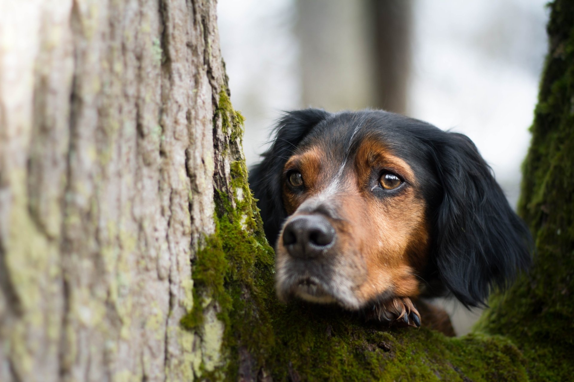 Close-up of a Sennenhund dog's muzzle and intent stare peeking between mossy tree trunks — 5K Ultra HD PC desktop wallpaper and background.