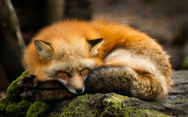 Animal Fox Sleeping Cute HD Wallpaper | Background Image