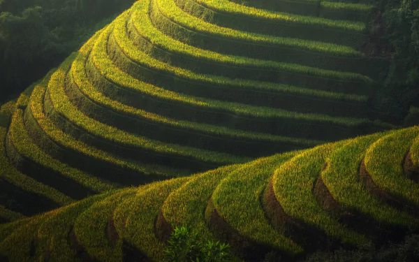 man made rice terrace terraced field HD Desktop Wallpaper | Background Image