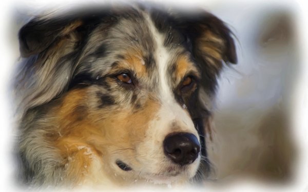 Animal Australian Shepherd Dogs Painting Dog Face Cute Oil Painting HD Wallpaper | Background Image