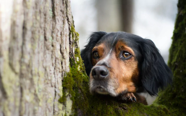 Close-up of a Sennenhund dog's muzzle and intent stare peeking between mossy tree trunks — 5K Ultra HD PC desktop wallpaper and background.