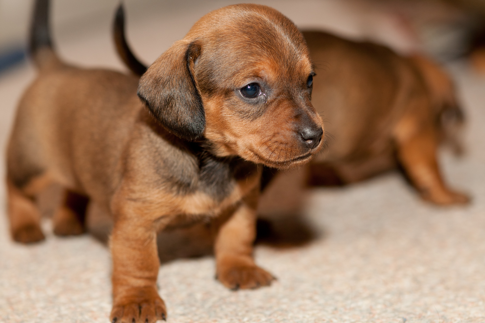 Cute Dachshund Puppy HD Wallpaper