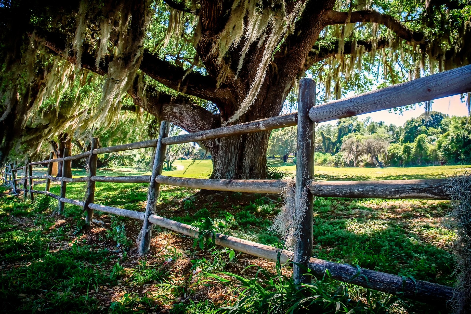Download Tree Oak Nature Man Made Fence 4k Ultra HD Wallpaper