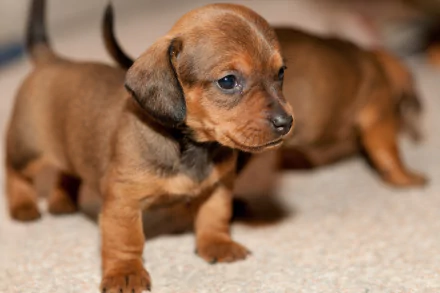HD wallpaper of an adorable dachshund puppy with a smooth, brown coat, standing alert on a light carpet. Another blurred puppy is in the background.