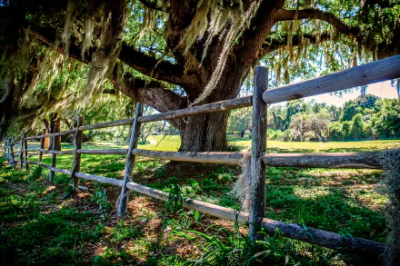 tree oak nature man made fence HD Desktop Wallpaper | Background Image