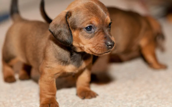 HD wallpaper of an adorable dachshund puppy with a smooth, brown coat, standing alert on a light carpet. Another blurred puppy is in the background.