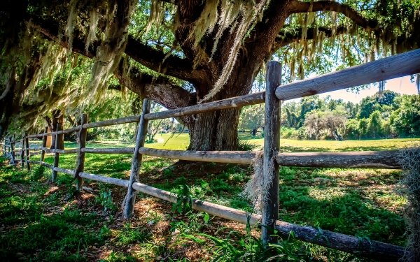 Man Made Fence Nature Oak Tree HD Wallpaper | Background Image