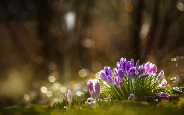 Earth Crocus Flowers Flower Nature Bokeh Close-Up Purple Flower HD Wallpaper | Background Image