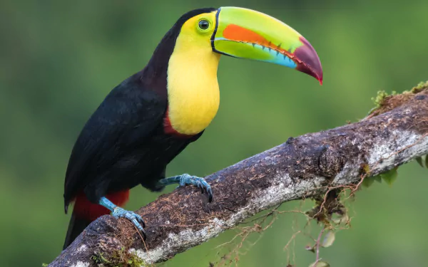 beak bird Animal toucan HD Desktop Wallpaper | Background Image