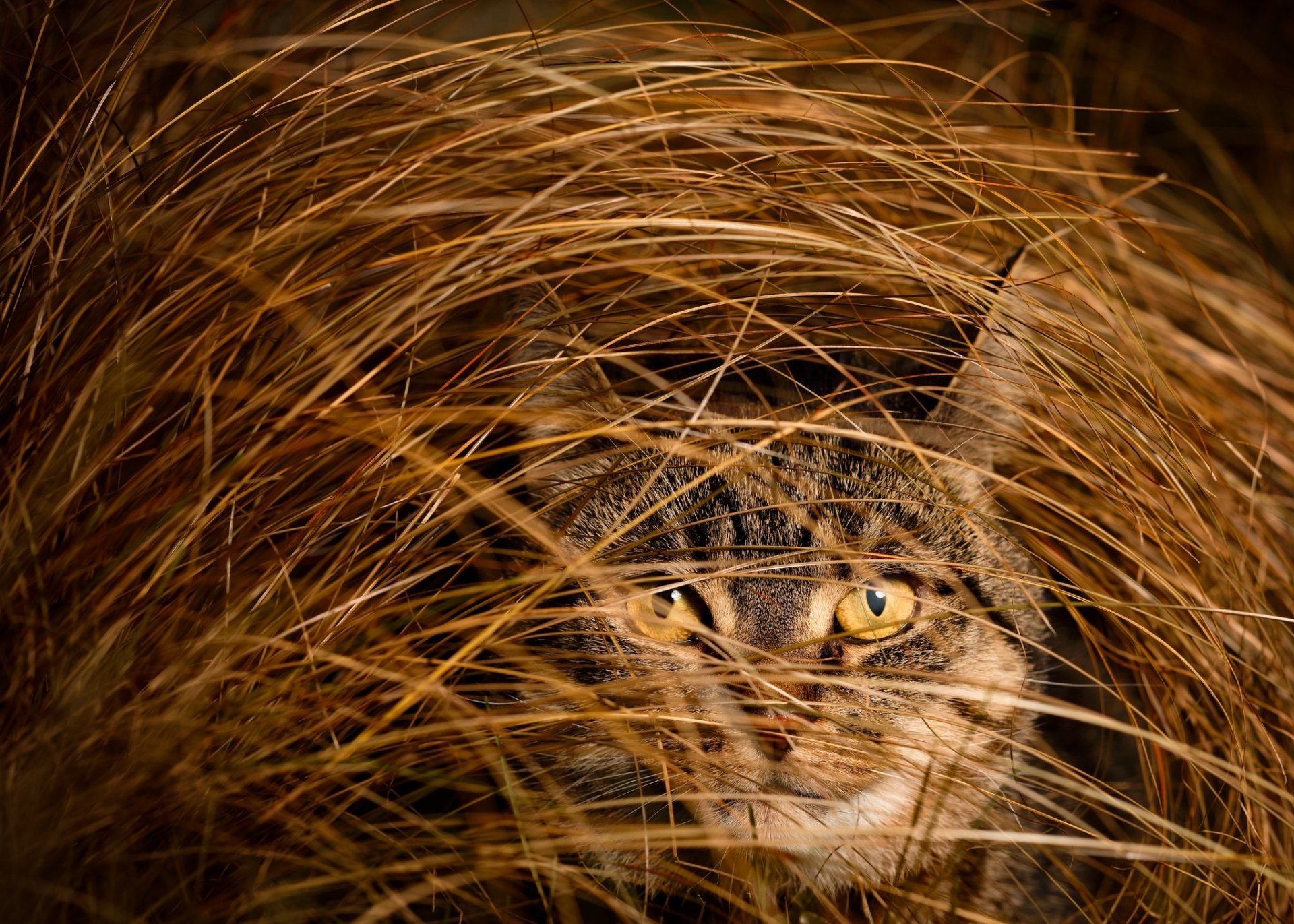 Download Close-up Stare Grass Animal Cat HD Wallpaper