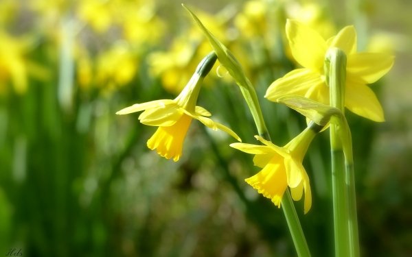 Earth Daffodil Flowers Flower Yellow Flower Nature HD Wallpaper | Background Image