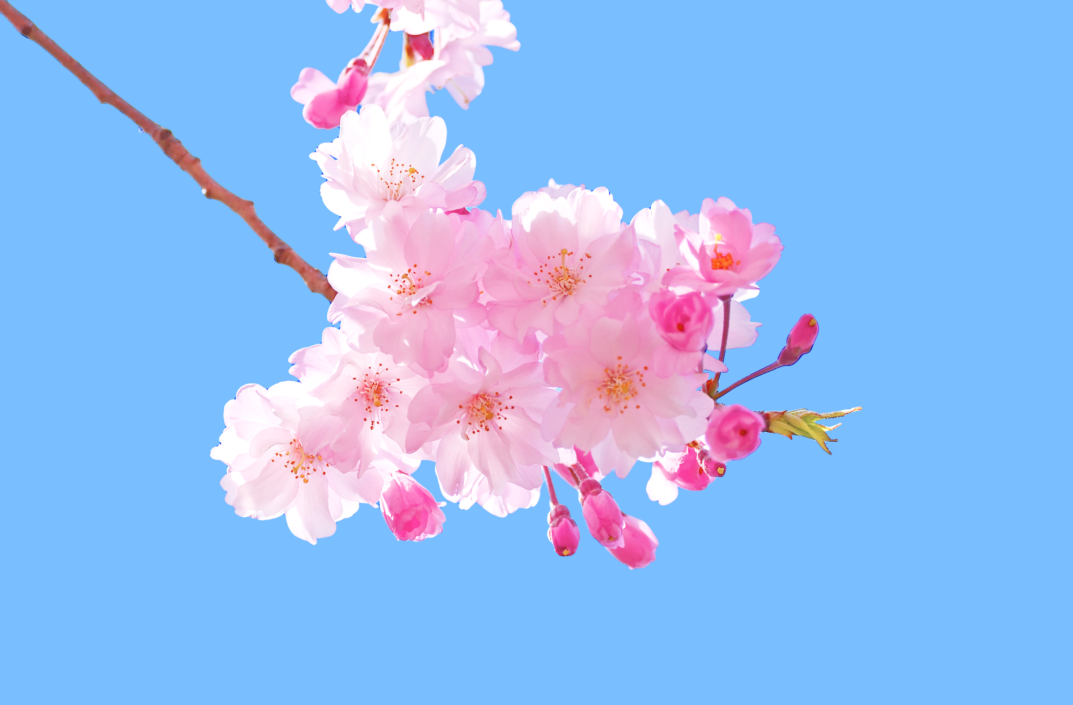 Blossoms - Vào mùa xuân, đất trời được phủ đầy sắc hoa. Đón nhận những cảm giác mới lạ khi thấy những bông hoa nở rộ đầy màu sắc. Hãy cùng ngắm nhìn và bắt đầu một ngày mới với năng lượng đầy đủ từ sự tươi mới của hoa blossom.