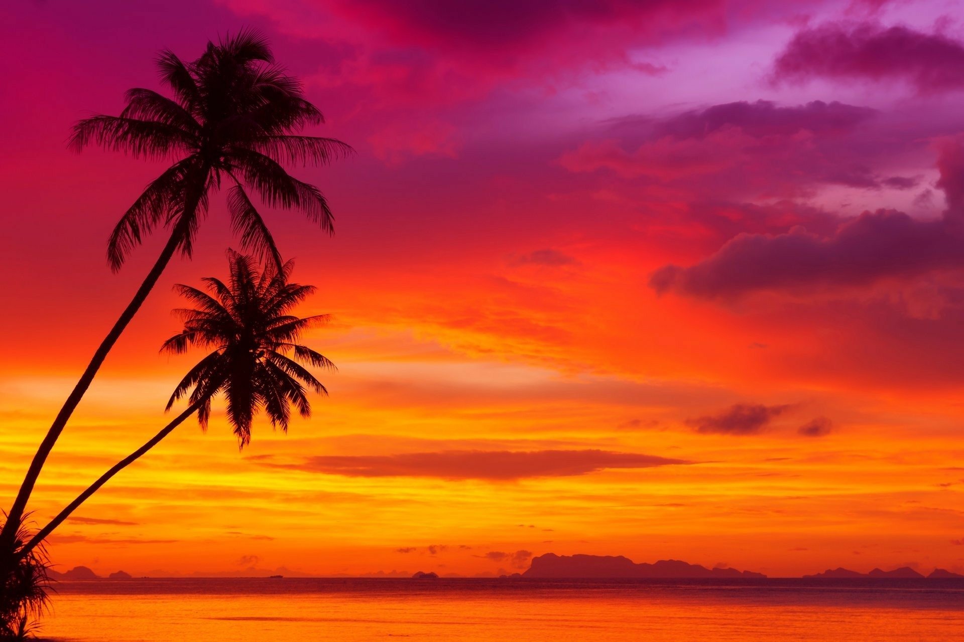 Download Horizon Purple Pink Orange Color Sky Silhouette Palm Tree Tropical Nature Sunset Hd