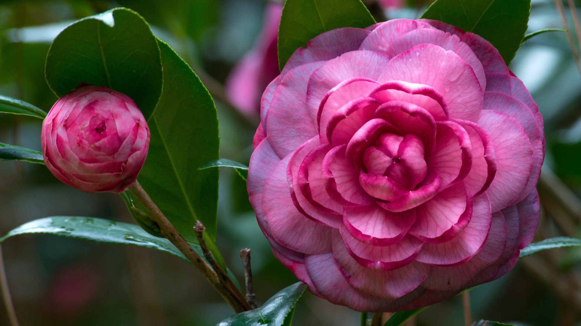 Download Pink Flower Flower Nature Camellia 4k Ultra HD Wallpaper