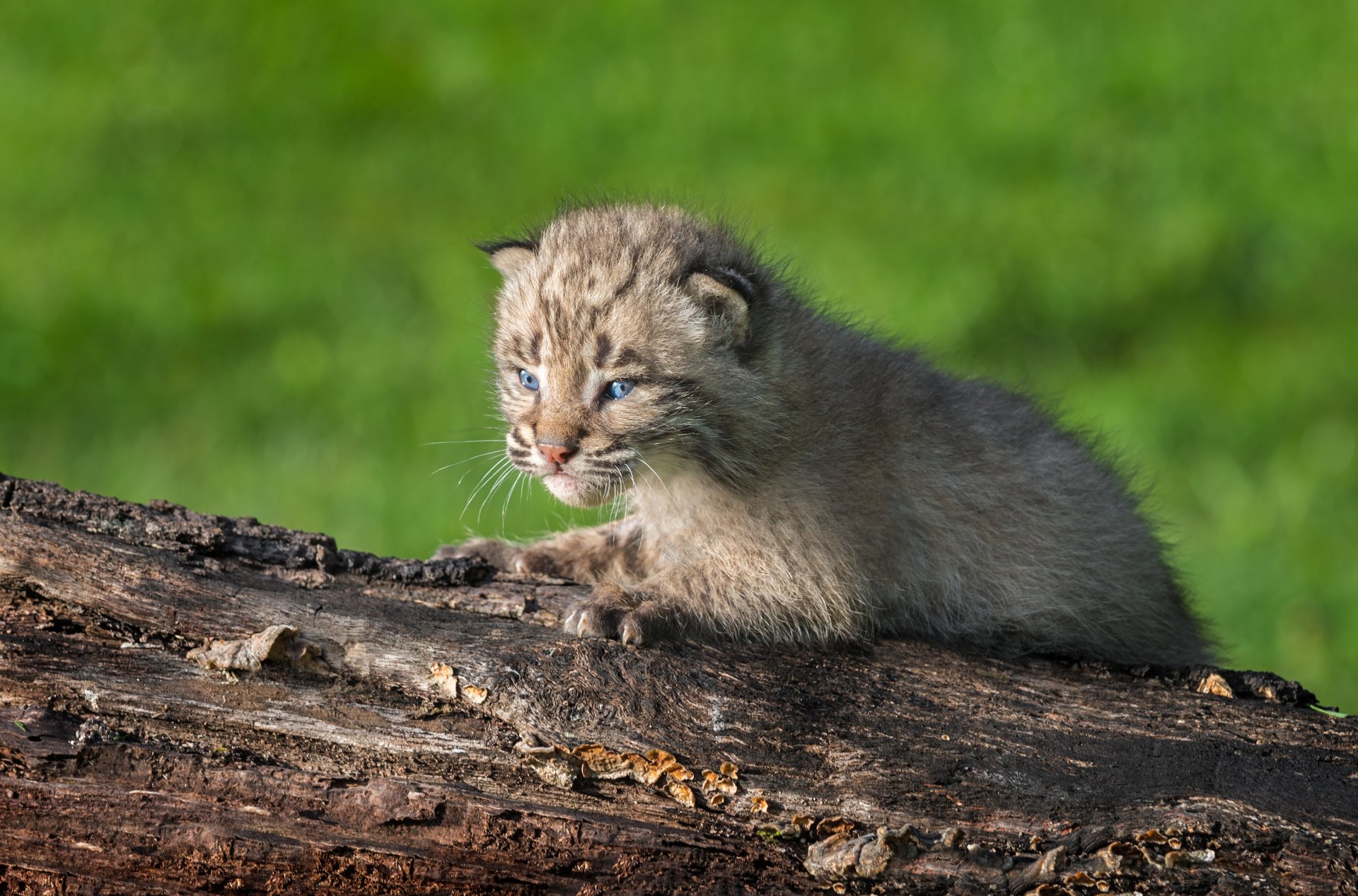 HD desktop wallpaper featuring a baby lynx cub resting on a log with a blurred green background.