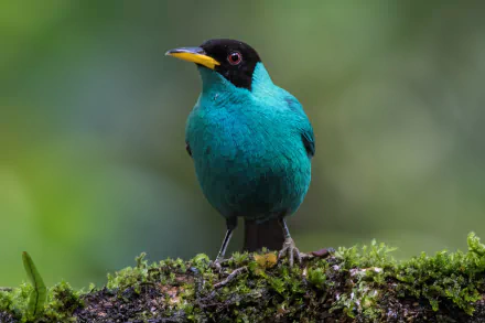 bird tanager Animal Honeycreeper HD Desktop Wallpaper | Background Image