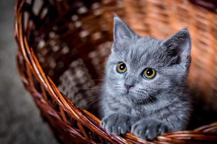 A cute gray kitten with large, expressive eyes stares while sitting inside a wicker basket. This HD desktop wallpaper captures the adorable baby animal in a charming and cozy setting.