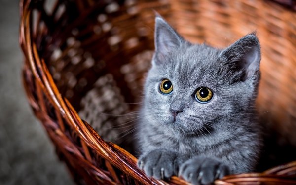 Animales Gato Gatos Kitten Basket Lindo Baby Animal Stare Fondo de pantalla HD | Fondo de Escritorio
