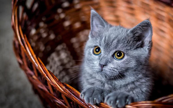 A cute gray kitten with large, expressive eyes stares while sitting inside a wicker basket. This HD desktop wallpaper captures the adorable baby animal in a charming and cozy setting.