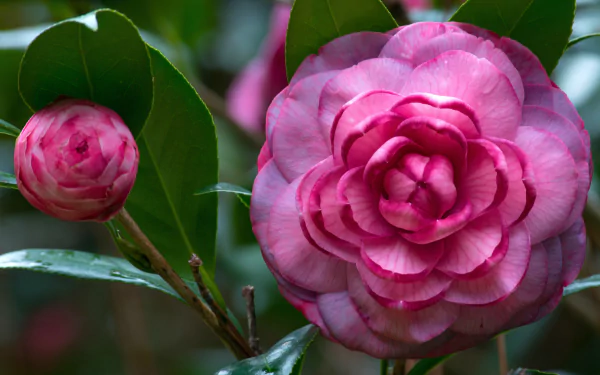 Vibrant pink camellia flower and bud surrounded by green leaves in a detailed 4K Ultra HD nature wallpaper background.