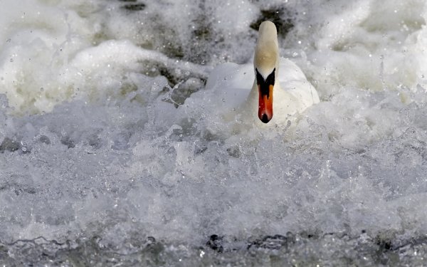Animal Mute swan Birds Swans Swan Bird Water Foam HD Wallpaper | Background Image
