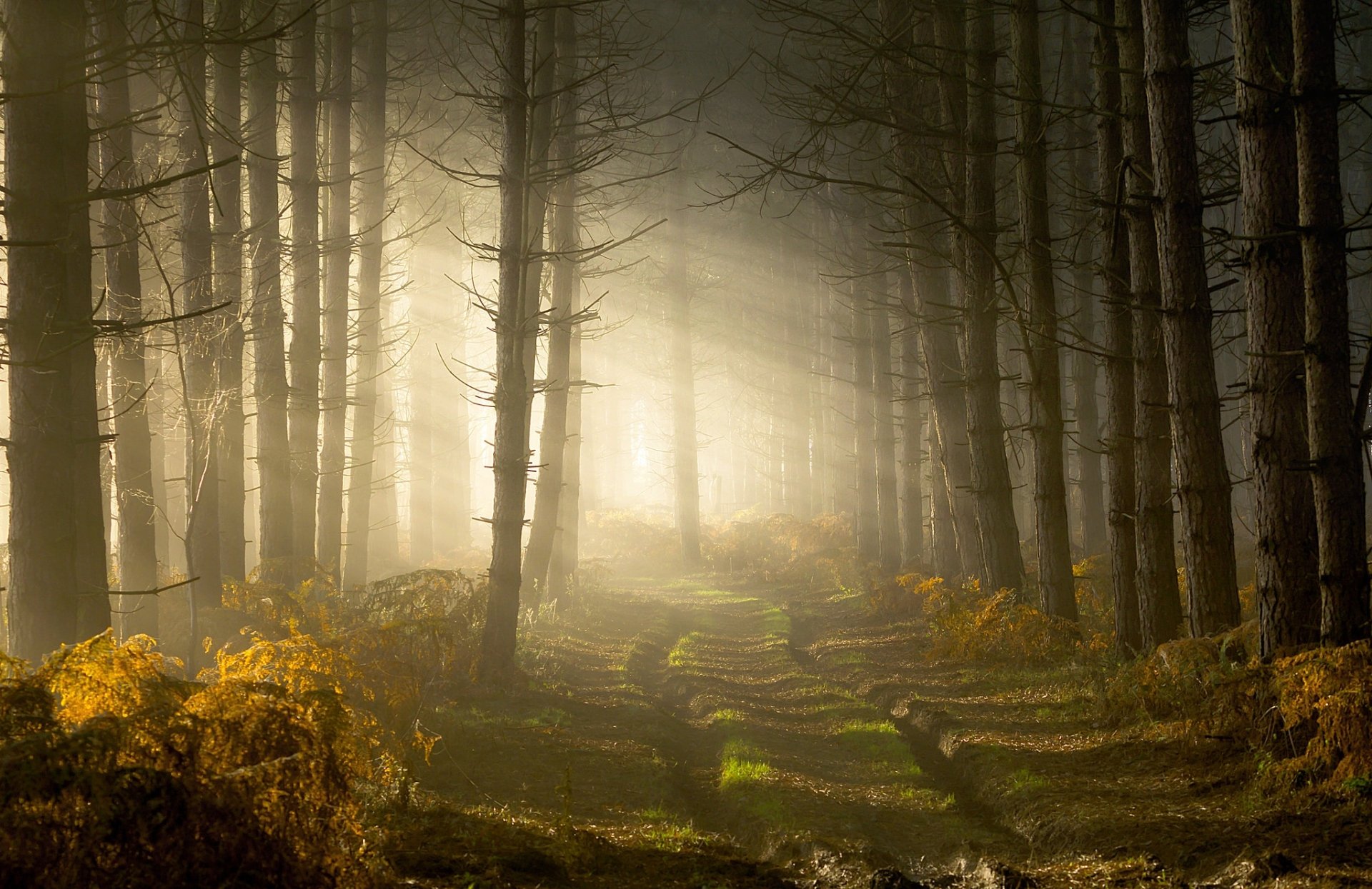 Download Tree Fog Forest Path Nature Sunbeam HD Wallpaper | 2048x1328 ...