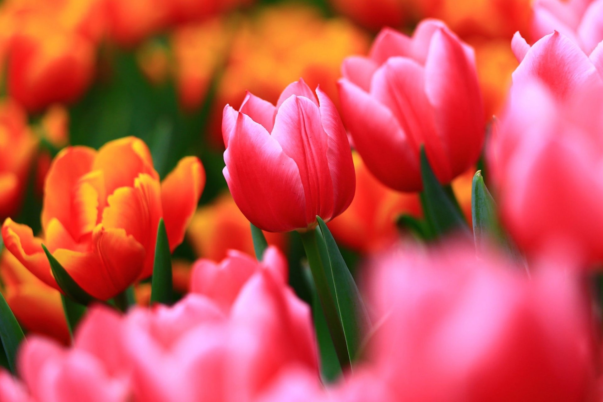 Download Orange Flower Nature Pink Flower Flower Tulip HD Wallpaper