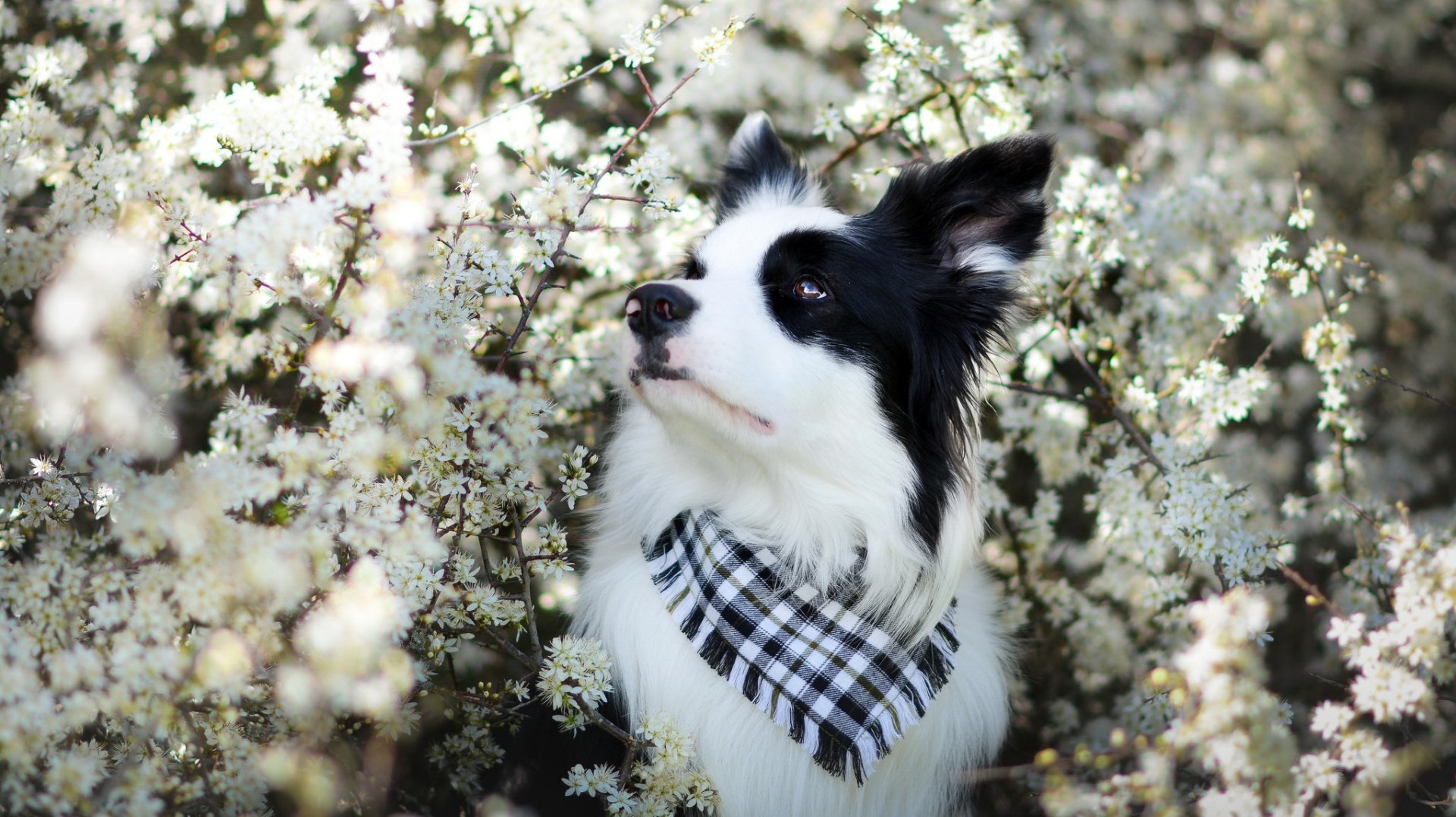 Download White Flower Dog Animal Border Collie HD Wallpaper by Erell.B