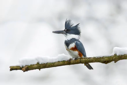 A beautiful belted kingfisher perched on a snow-covered branch in a serene winter landscape, captured in HD for a stunning desktop wallpaper and background.