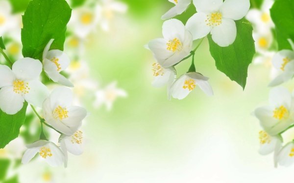 Nature Blossom Flowers Jasmine White Flower HD Wallpaper | Background Image