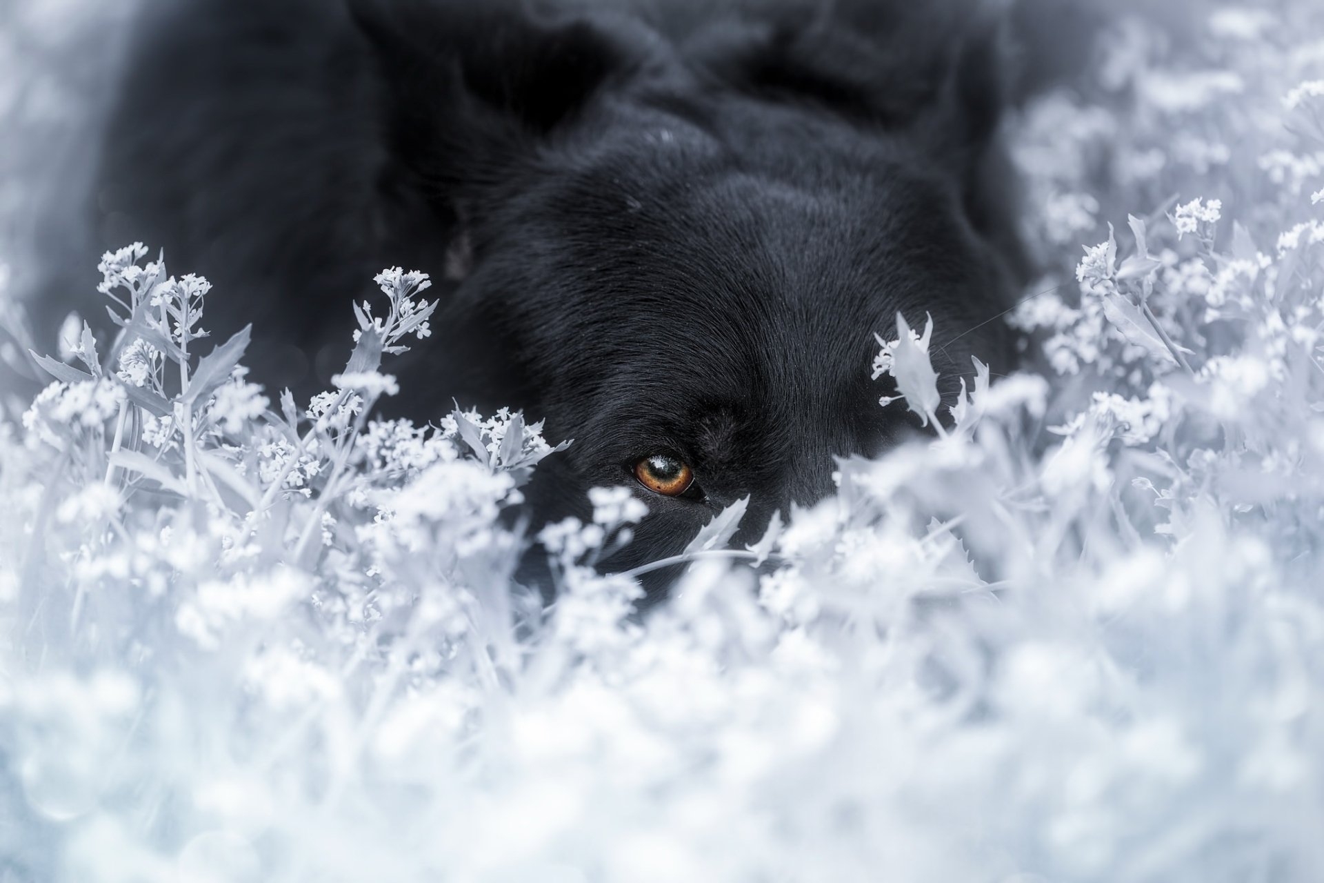 A German Shepherd dog with an intense stare peeks through blurred white flowers, creating a striking HD desktop wallpaper background.