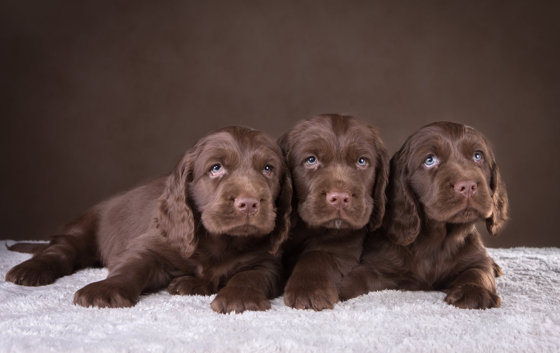 Download Muzzle Baby Animal Brown Puppy Dog Animal Spaniel HD Wallpaper