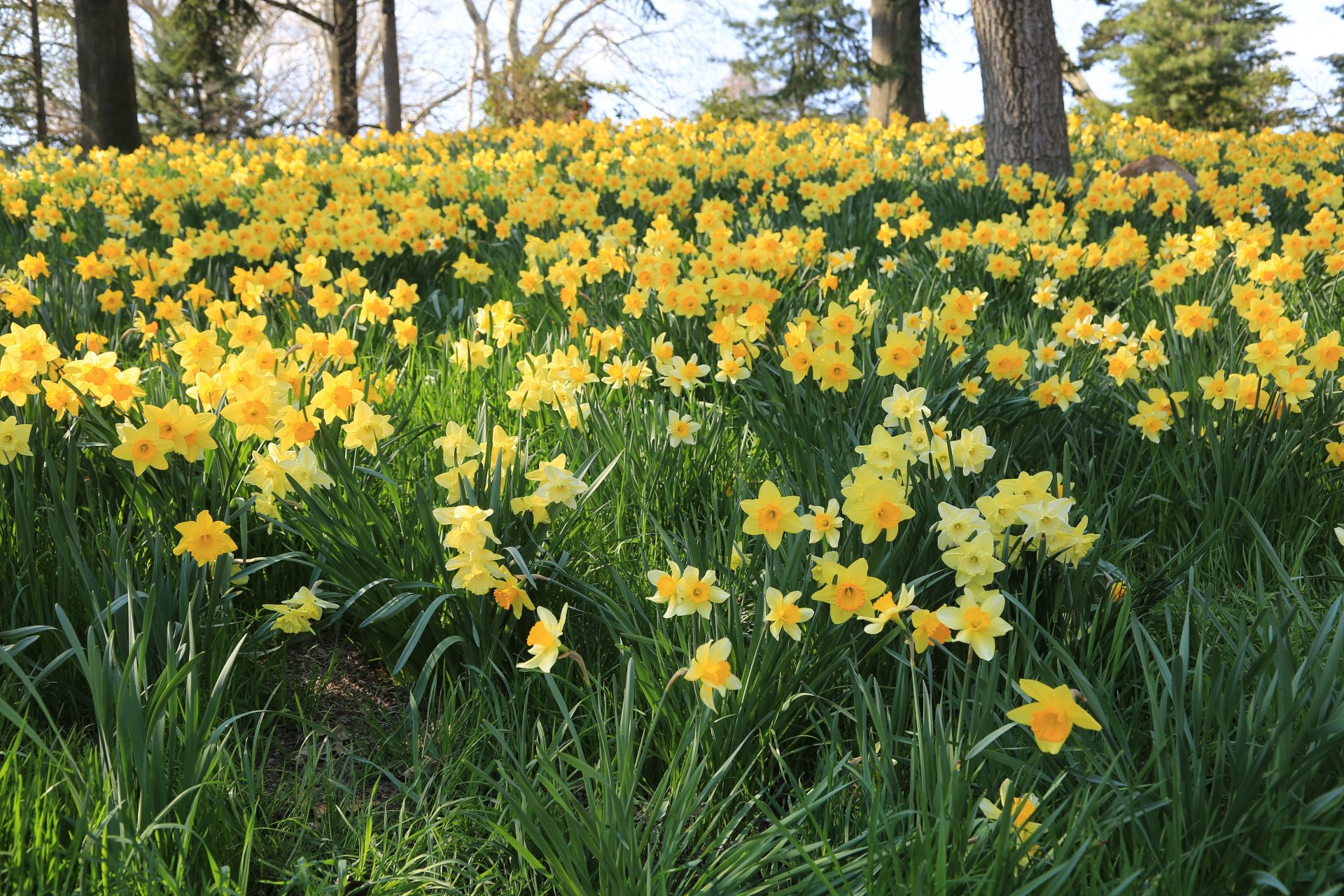 Download Yellow Flower Grass Field Narcissus Flower Nature Daffodil HD