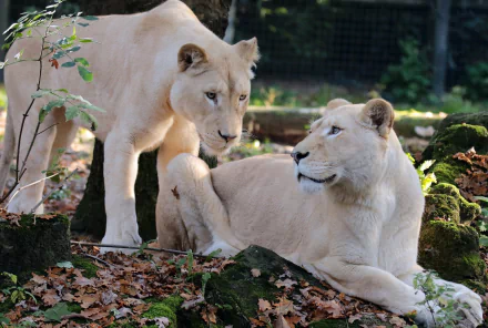  Female White Lions