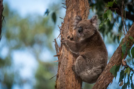 HD desktop wallpaper featuring a koala clinging to a tree trunk amidst green leaves with a soft-focus natural background.