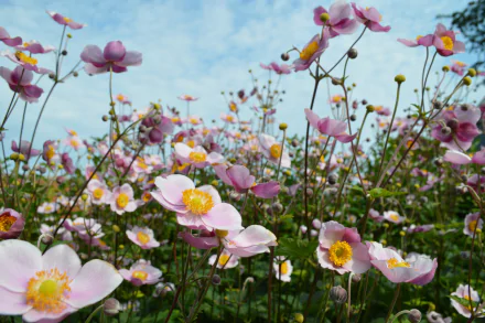 pink flower nature flower anemone HD Desktop Wallpaper | Background Image