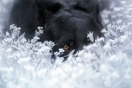 A German Shepherd dog with an intense stare peeks through blurred white flowers, creating a striking HD desktop wallpaper background.