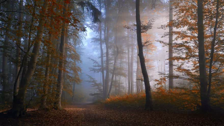  Path in Misty Autumn Forest by Norbert Maier