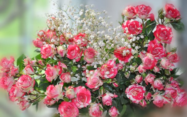 Earth Rose Flowers Flower Pink Rose Baby's Breath HD Wallpaper | Background Image