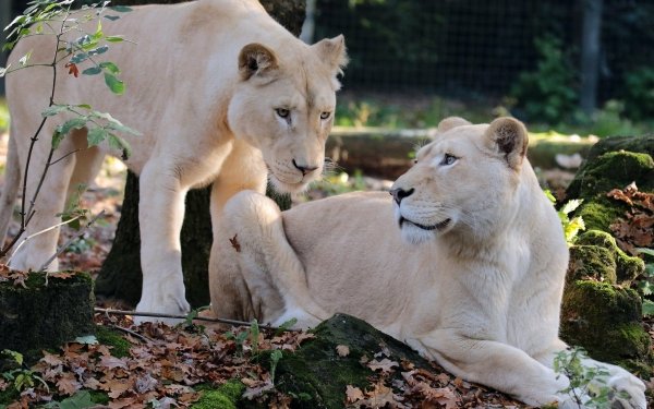 Animal White Lion Lion Big Cat predator HD Wallpaper | Background Image