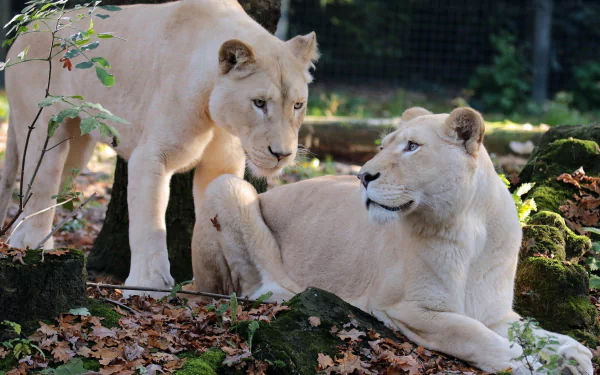  Female White Lions