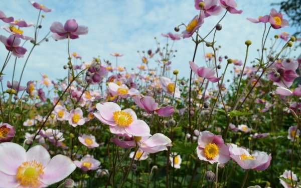 Nature Anemone Flowers Flower Pink Flower HD Wallpaper | Background Image