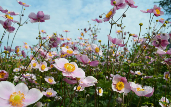 pink flower nature flower anemone HD Desktop Wallpaper | Background Image