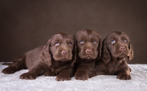 Animal Spaniel Dogs Dog Puppy Brown Baby Animal Muzzle HD Wallpaper | Background Image