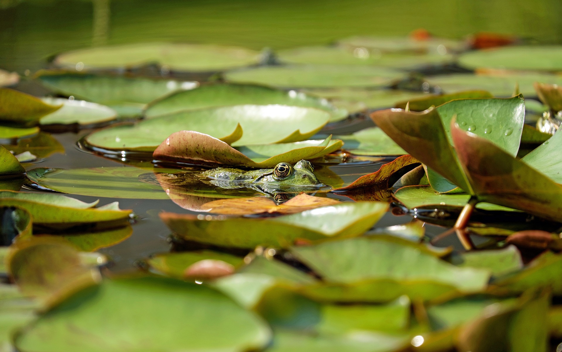 Frog in a Water Lily Pond by Couleur