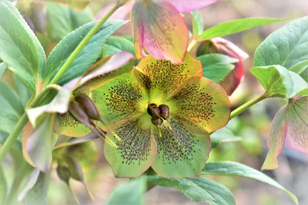  Helleborus Niger, commonly called Christmas Rose or Black Hellebore
