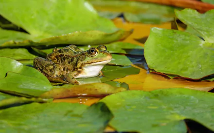 4K Ultra HD PC desktop wallpaper of an amphibian frog resting on green lily pads in calm water.